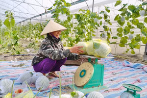 Trồng dưa lưới trong nhà màng đang được nhiều mô hình kinh tế ở huyện Thạch Hà (Hà Tĩnh) áp dụng. (Ảnh: Thúy Quỳnh)