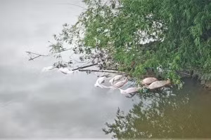 Xác lợn chết nổi trên sông Ngàn Trươi. (Ảnh: H.T)