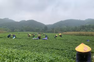 Người dân huyện biên giới Hương Sơn (Hà Tĩnh) tất bật vào vụ hái chè. (Ảnh: D.P)