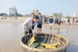 Một ngư dân ở Hà Tĩnh trúng đậm mẻ cá vàng dương.