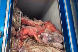 Lô thịt và nội tạng lợn "bẩn" chuẩn bị tung ra thị trường khi bị công an phát hiện thì nhiều mẫu đã chuyển màu, bốc mùi hôi thối. (Ảnh: CACC)