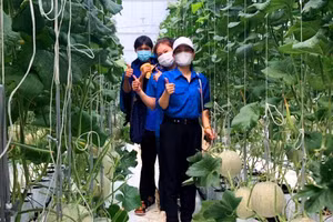 Học sinh trường THPT Vinh Lộc (huyện Phú Lộc, tỉnh Thừa Thiên - Huế) được đi thực tế tại trang trại sản xuất dưa lưới trên địa bàn.