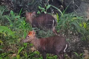 Tấm ảnh 2 cá thể Mang Trường Sơn quý hiếm gần tuyệt chủng được du khách nước ngoài chụp ảnh tại Vườn Quốc gia Bạch Mã. (Ảnh: VQGBM cung cấp)