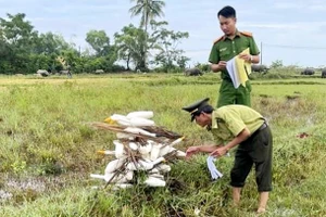 Kiểm lâm cùng công an kiểm tra lại các bẫy chim trời vừa thu gom trước khi tiêu hủy (Ảnh: Kiểm lâm tỉnh Thừa Thiên - Huế cung cấp).