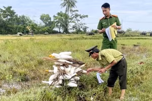 Kiểm lâm cùng công an kiểm tra lại các bẫy chim trời vừa thu gom trước khi tiêu hủy (Ảnh: Kiểm lâm tỉnh Thừa Thiên - Huế cung cấp).