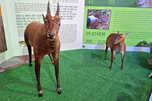 Triển lãm “Vì sự sống bền vững cho thiên nhiên và con người” tại tỉnh Thừa Thiên Huế. (Ảnh: Đại Dương).