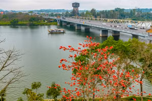 Mê mẩn hoa gạo đỏ rực giữa lòng Cố đô Huế. (Ảnh: Hoài Nam).