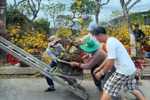 Nhiều tiểu thương bấm hoa chở mai về lại vườn để chăm sóc do không có người mua.