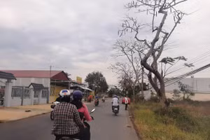 Hàng phượng trên đường Phạm Hùng, TP Sóc Trăng