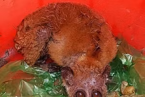 Cá thể Cu ly được phát hiện.