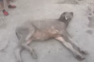 Nhiều bê, nghé bị chết do nhiệt độ xuống thấp
