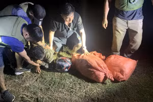 Bắt giữ các đối tượng.