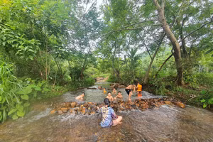 Bãi tắm được lựa chọn là những khu vực có nguồn nước sạch, cây cao che mát, thoáng đãng.