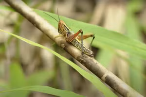 Dịch châu chấu tại huyện Tân Kỳ, Nghệ An