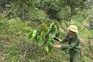 Ông Hà Văn Ngầm đang chăm sóc vườn quế của gia đình.