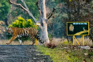 Hổ ở khu bảo tồn Tadoba ở miền trung Ấn Độ. Hình ảnh thực tế.