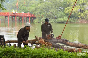 Chặt hạ 3 cây sưa đỏ chết khô ven hồ Gươm