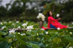 Ngắm đầm sen trắng giữa lòng Hà Nội 