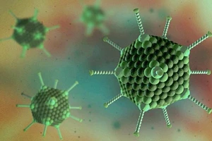 Adenovirus có thể bị tiêu diệt nhanh chóng bởi tia cực tím hoặc trong môi trường nước sôi 1.000 độ C. 