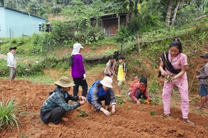 Cô Thu Ba cùng với phụ huynh học sinh trồng rau và cây dược liệu để có thêm nguồn thu hỗ trợ học sinh. 