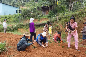 Cô Thu Ba cùng với phụ huynh học sinh trồng rau và cây dược liệu để có thêm nguồn thu hỗ trợ học sinh. 