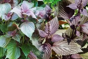 Cao chiết lá tía tô có tác dụng vượt trội trong chữa nám da.