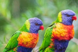 Vẹt lorikeet, loài chim đặc hữu của quần đảo Polynesia.