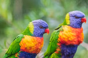 Vẹt lorikeet, loài chim đặc hữu của quần đảo Polynesia.
