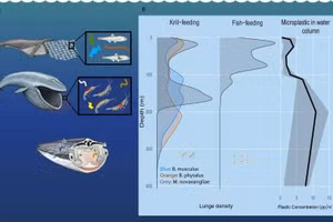 Gần như tất cả vi nhựa mà cá voi tiêu thụ đến từ con mồi.