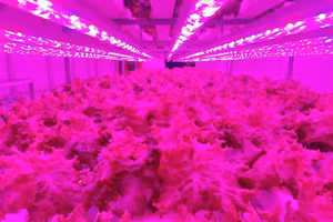 Rau xà lách trồng thủy canh chiếu đèn LED sau 30 ngày cho thu hoạch.