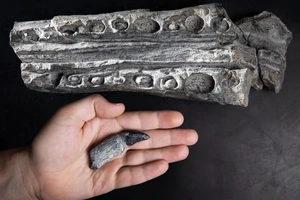 Xương của ichthyosaur đã chìm xuống đáy biển, thay vì dọc theo bờ biển nông.