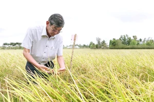 KS Hồ Quang Cua dành hàng chục năm nghiên cứu và lai tạo các giống lúa thơm chất lượng cao.