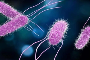 Vi khuẩn Salmonella sống được hai đến ba tháng trong nước đá.