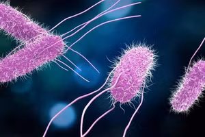 Vi khuẩn Salmonella sống được hai đến ba tháng trong nước đá.