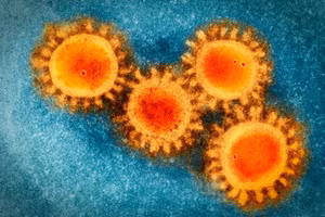 BA.4 và BA.5 đều trốn tránh hệ thống miễn dịch do đột biến trong protein. 