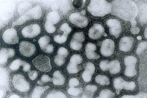 Cúm A(H5) bao gồm 9 loại virus. 