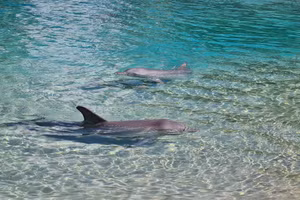 Suy giảm nhận thức liên quan đến thoái hóa thần kinh ở cá có thể là nguyên nhân gây mắc cạn. 