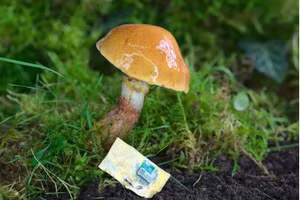 Lớp da của nấm linh chi hội tụ đủ các yếu tố mà nhóm nghiên cứu cho rằng sẽ tạo nên một đế chip tốt.