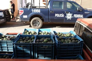 Bang Michoacán, Mexico, là một trong những nơi xuất khẩu bơ hàng đầu thế giới.