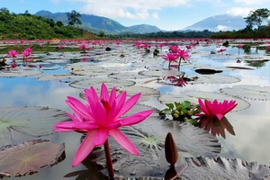 Bình dị hoa súng