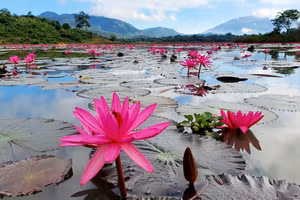 Bình dị hoa súng