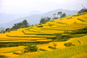 Bằng đôi tay khéo léo, cùng sự cần cù, những người dân nơi đây đã khắc tạc giữa đất trời những kiệt tác ruộng bậc thang đầy mê hoặc.