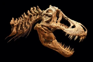 Có 32 hóa thạch T.rex trưởng thành từng được phát hiện. 