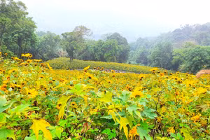 Mùa hoa dã quỳ nở rộ báo hiệu mùa đông tới.