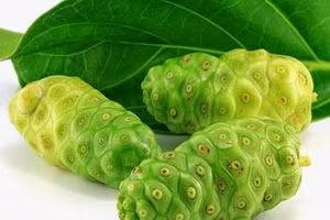 Hỗ trợ giải rượu bia từ cây nhàu