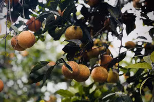 Mùa cam vàng Thượng Lộc