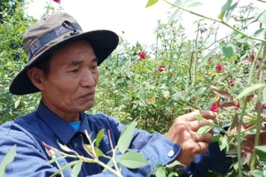 Lão nông Phạm Quốc Phòng (xã Tư, huyện Đông Giang, Quảng Nam).