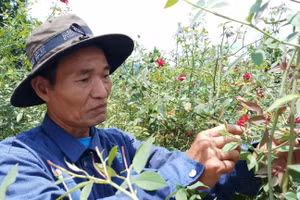 Lão nông Phạm Quốc Phòng (xã Tư, huyện Đông Giang, Quảng Nam).