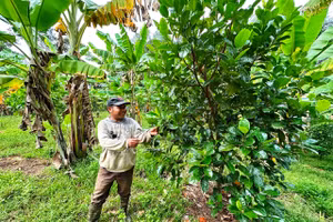 Người dân Nam Giang mở rộng mô hình vườn cây ăn quả, tìm hướng thoát nghèo bền vững.