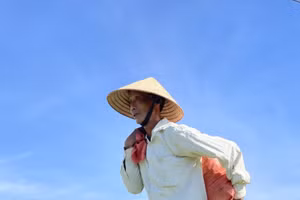 Nông dân Tượng Sơn (huyện Thạch Hà) thu hoạch ớt